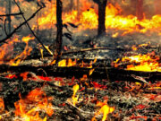 România a fost în 2020 cea mai afectată ţară membră UE de incendiile forestiere