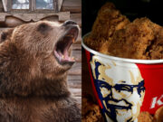 Un urs din California a intrat într-o casă și a mâncat toate aripioarele de la KFC pe care le-a găsit