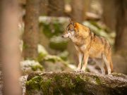 Un fermier din Cluj vrea să renuțe la fermă după ce i-au fost omorâți peste 50 de viței de lupi în câteva săptămâni: „Nu fată atâția viței cât duc lupii”