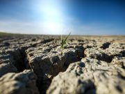 Fermierii pot depune cererile de contestare a pagubelor produse de secetă până pe 19 august