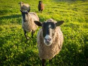 Se reia exportul de ovine din România. Un operator economic marocan va verifica, la Constanţa, animalele care vor fi îmbarcate pe vapor